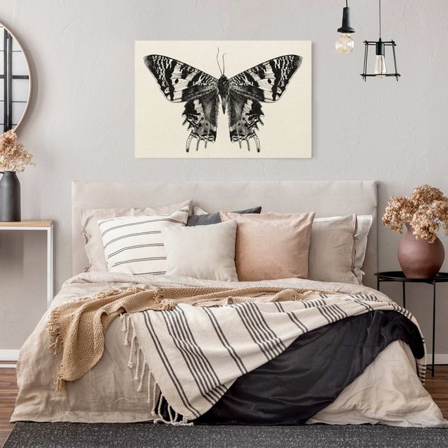 Tavlor modernt Illustration Flying Madagascan Butterfly