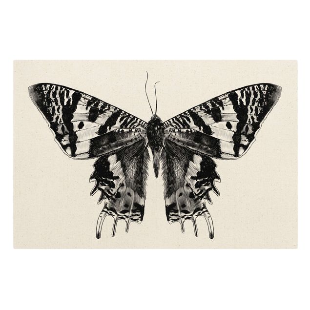 Tavlor djur Illustration Flying Madagascan Butterfly
