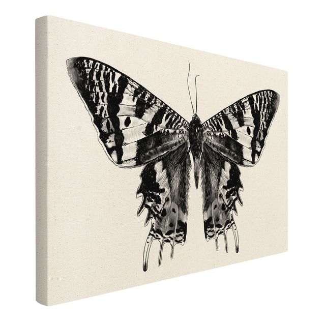 Tavlor svart Illustration Flying Madagascan Butterfly