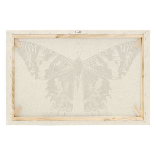 Canvastavlor Illustration Flying Madagascan Butterfly