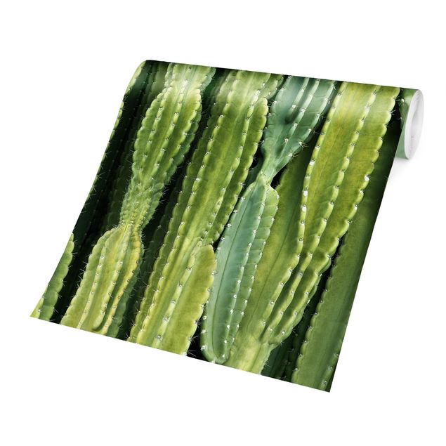 Fototapeter grön Cactus Wall