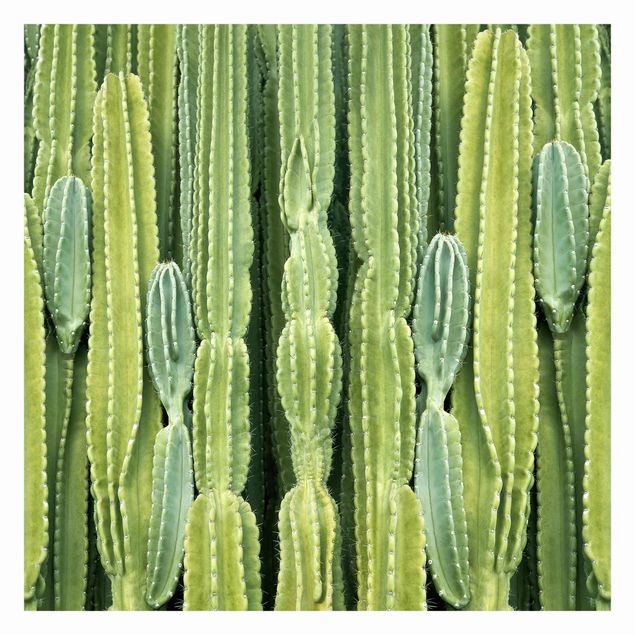 Tapeter Cactus Wall