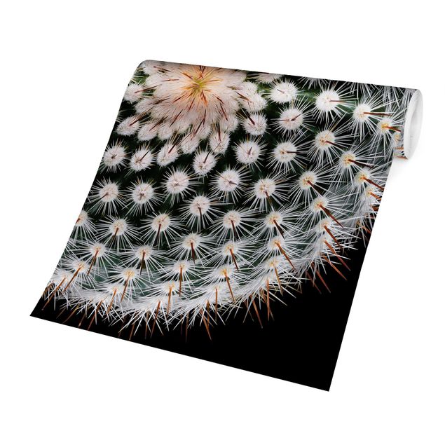 Fototapeter svart Cactus Flower