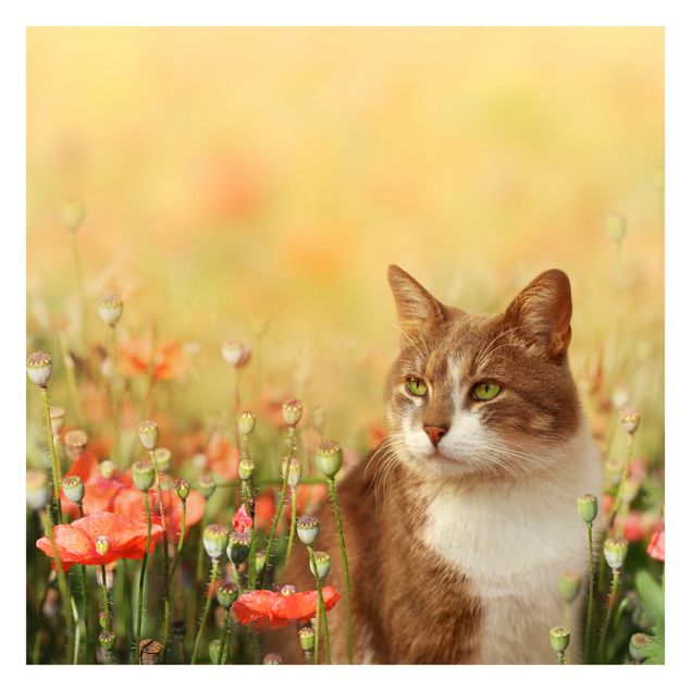 Tapeter Cat In A Field Of Poppies