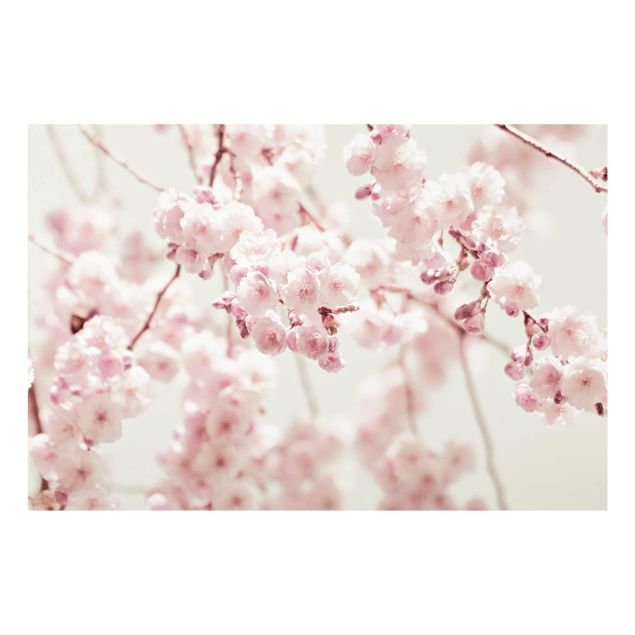 Tavlor Monika Strigel Dancing Cherry Blossoms