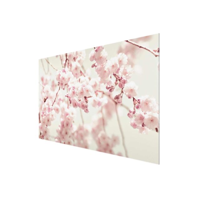 Tavlor Dancing Cherry Blossoms
