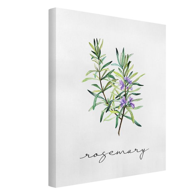 Canvastavlor blommor  Herbs Illustration Rosemary