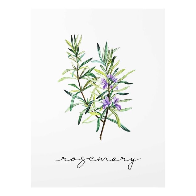 Tavlor blommor Herbs Illustration Rosemary