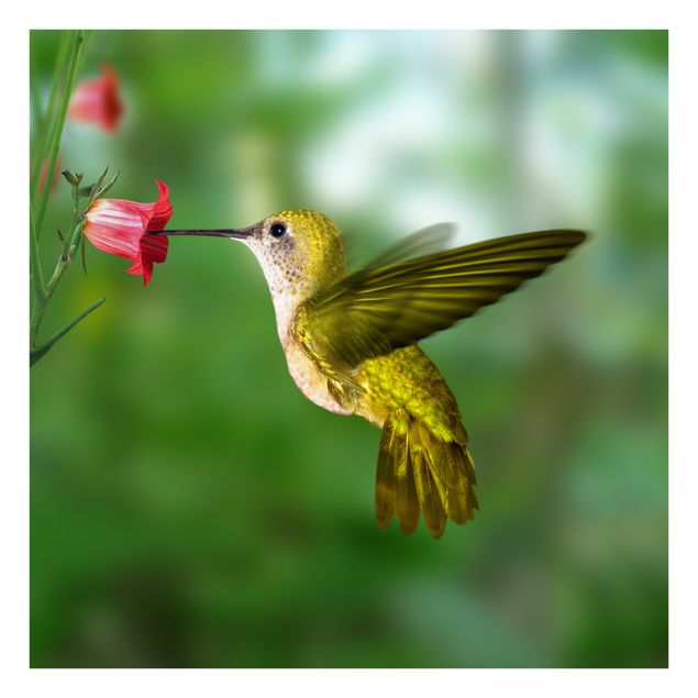 Fönsterdekaler blommor  Hummingbird And Flower