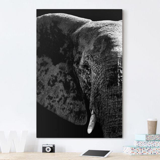 Tavlor elefanter African Elephant black and white