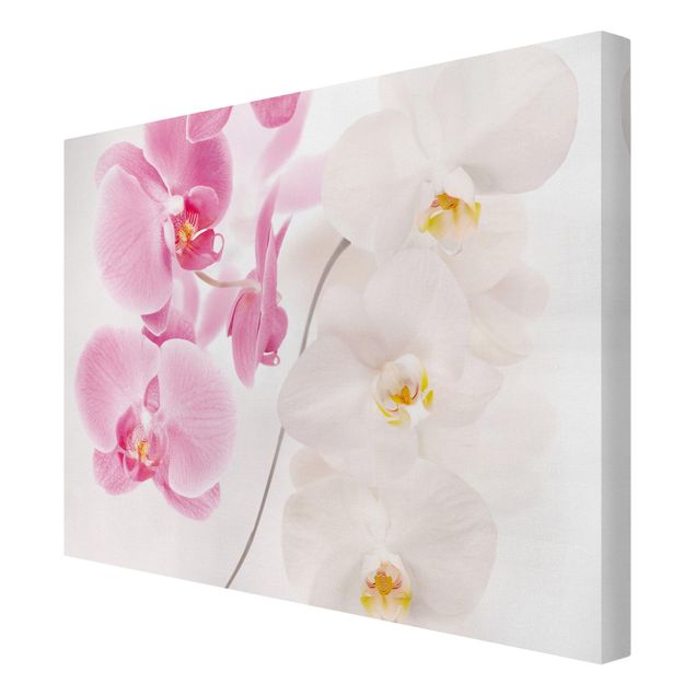 Tavlor blommor Delicate Orchids