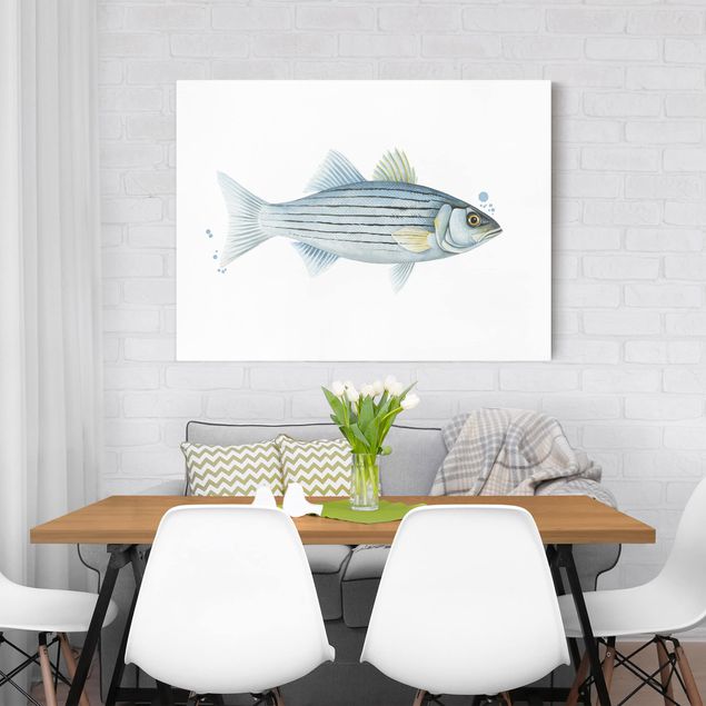 Tavlor fisk Color Catch - White Perch