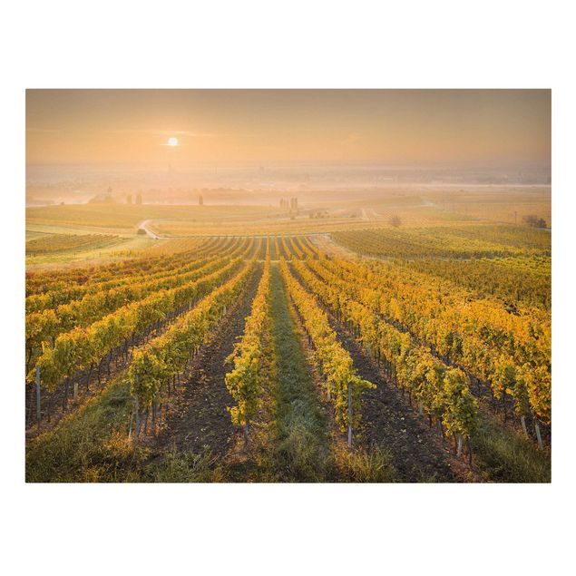 Canvastavlor landskap Autumnal Vineyards Near Vienna