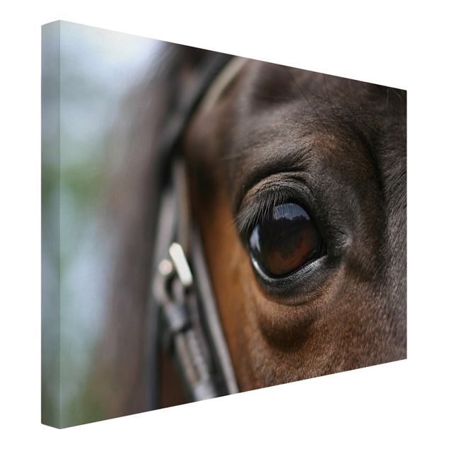 Canvastavlor djur Horse Eye