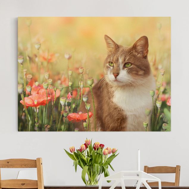 Tavlor vallmor Cat In A Field Of Poppies