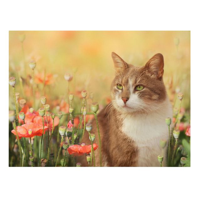 Tavlor katter Cat In A Field Of Poppies