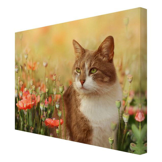 Canvastavlor blommor  Cat In A Field Of Poppies