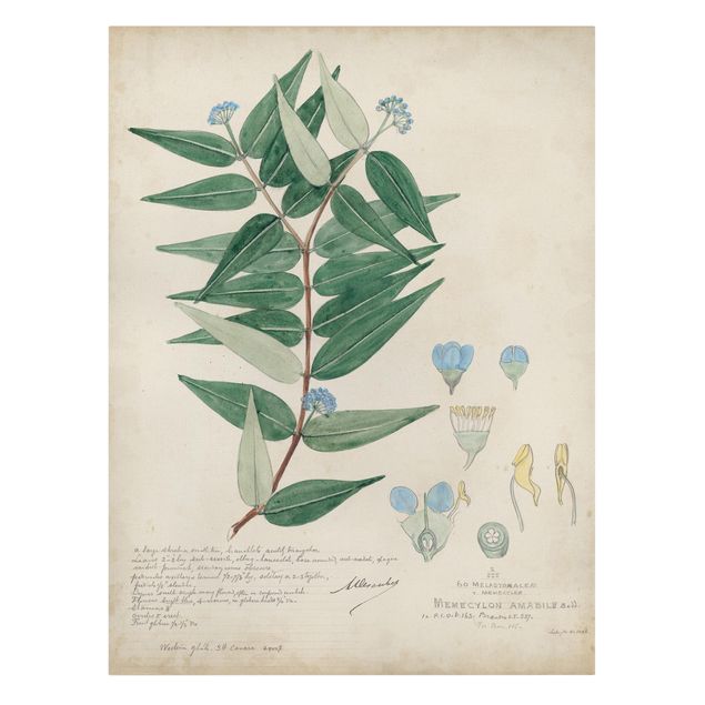 Tavlor grön Melastomataceae - Ambile