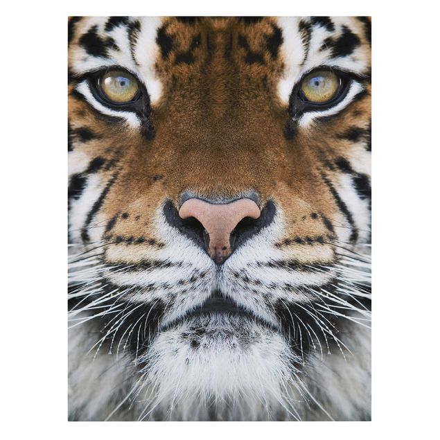 Canvastavlor djur Tiger Eyes
