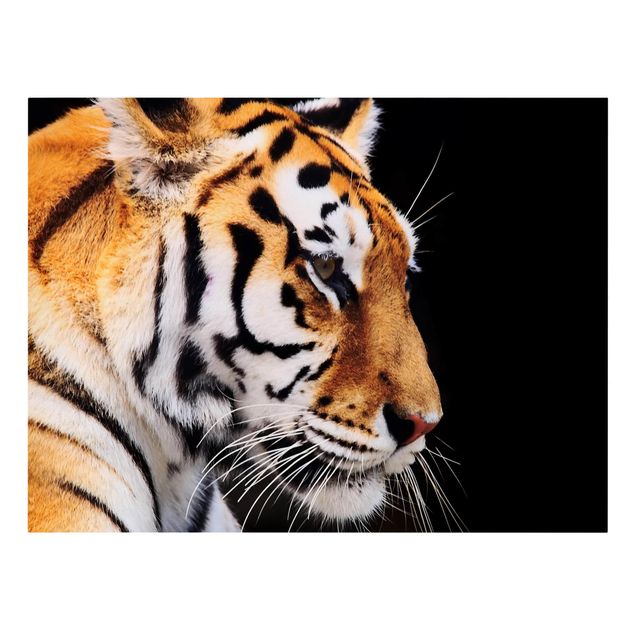 Canvastavlor djur Tiger Beauty