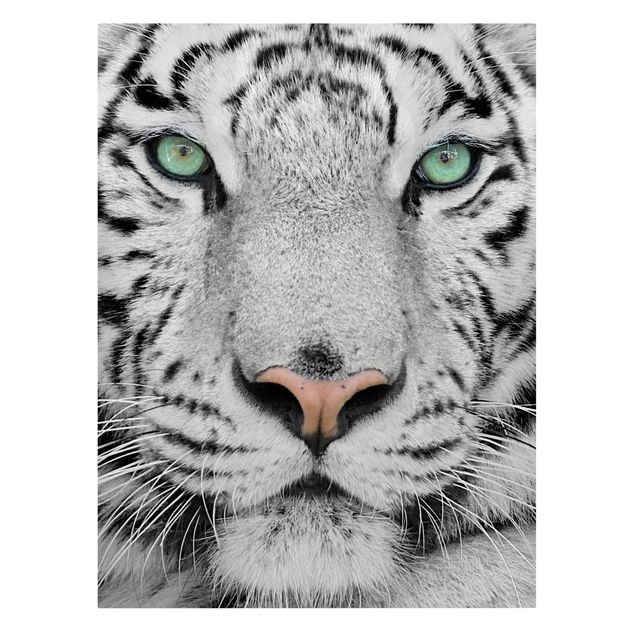 Canvastavlor svart och vitt White Tiger