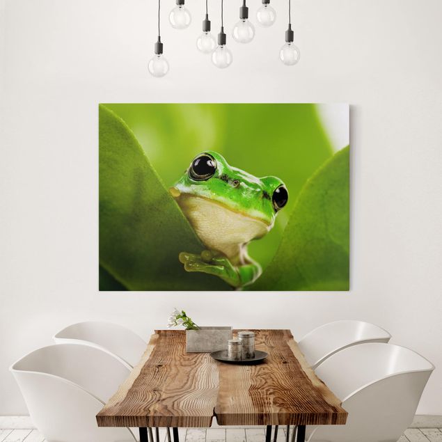 Canvastavlor grodor Frog