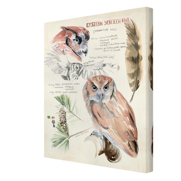 Tavlor Wilderness Journal - Owl