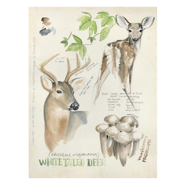 Tavlor blommor  Wilderness Journal - Deer