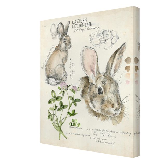 Tavlor Wilderness Journal - Rabbit