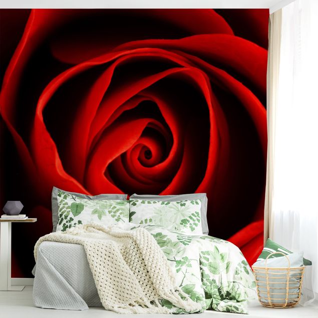 Fototapeter rosor Lovely Rose