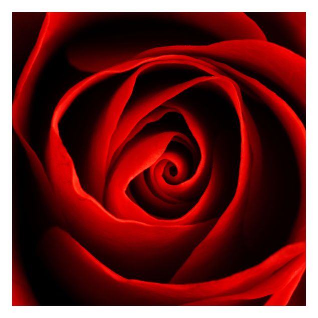 Tapeter Lovely Rose