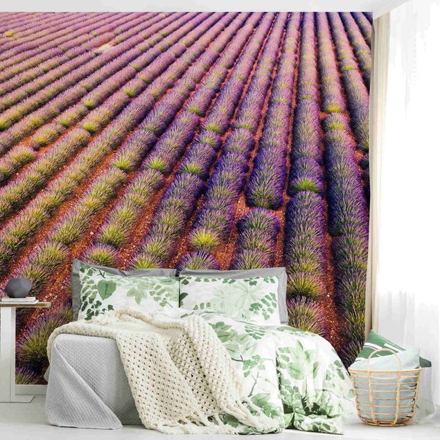 Fototapeter blommor  Picturesque Lavender Field