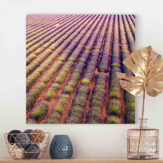 Tavlor blommor Picturesque Lavender Field