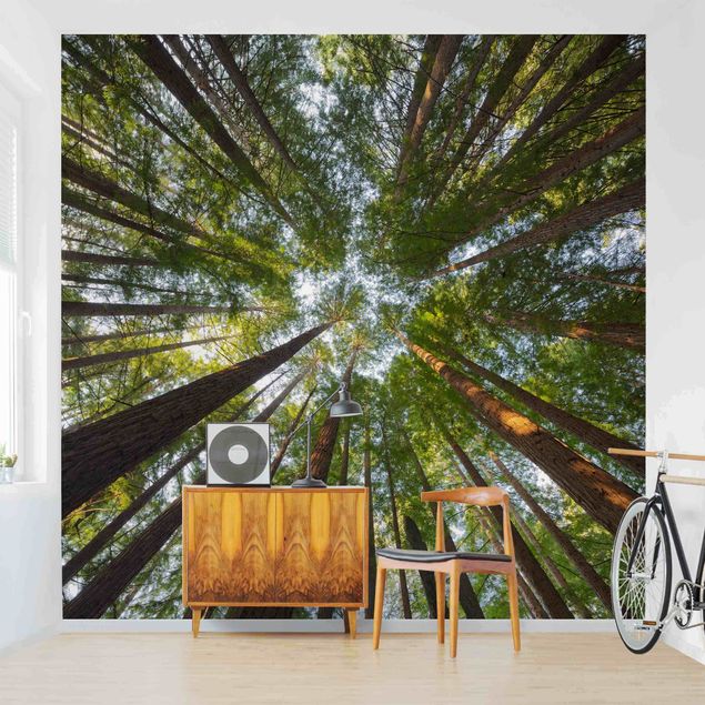 Tapeter modernt Sequoia Tree Tops