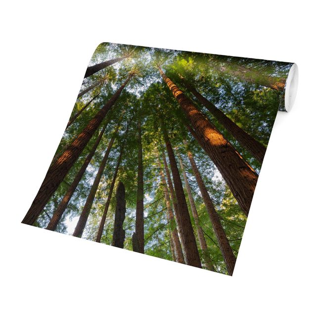 Fototapeter grön Sequoia Tree Tops