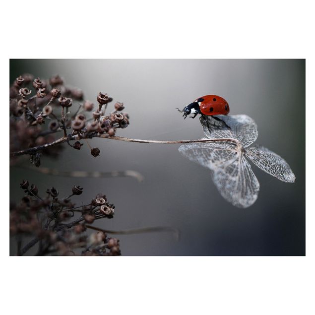 Tapeter Ladybird On Hydrangea
