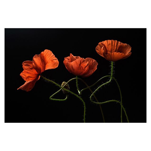 Tapeter Poppies At Midnight