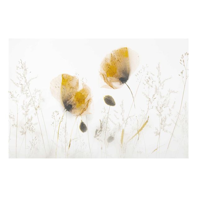 Tavlor blommor Poppy Flowers And Delicate Grasses In Soft Fog