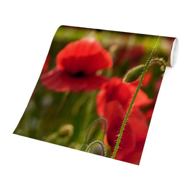 Fototapeter röd Poppy Field In Sunlight