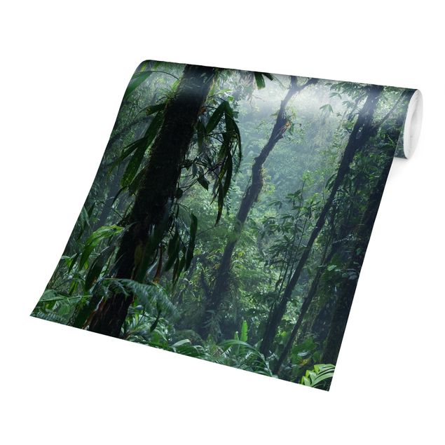 Fototapeter grön Monteverde Cloud Forest
