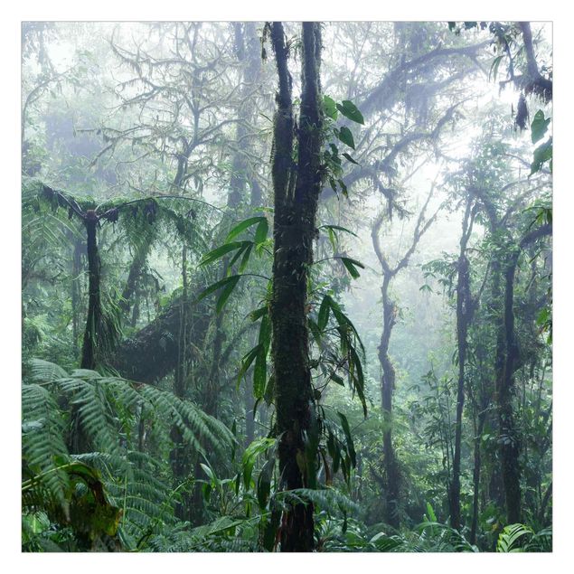 Matteo Colombo Monteverde Cloud Forest