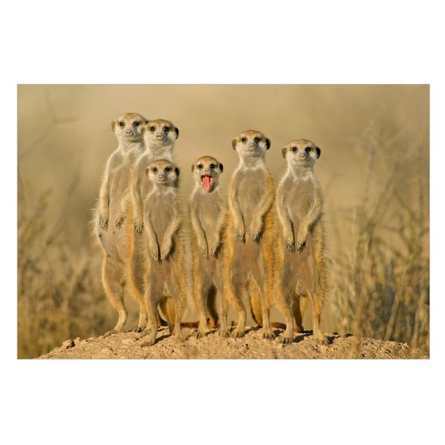 Fönsterdekaler djur Meerkat Family