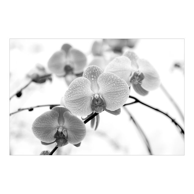 Tapeter Close-up Picture Orchid Black And White