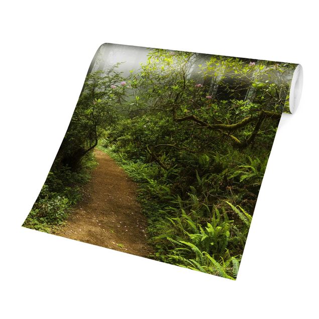 Fototapeter grön Misty Forest Path