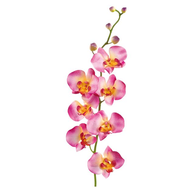 Kök dekoration No.177 Orchid Rose II