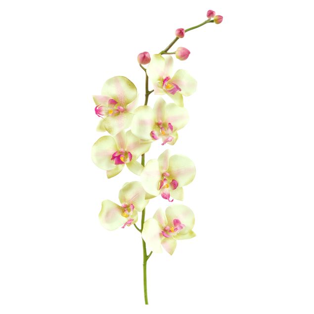 Kök dekoration No.190 Orchid White II