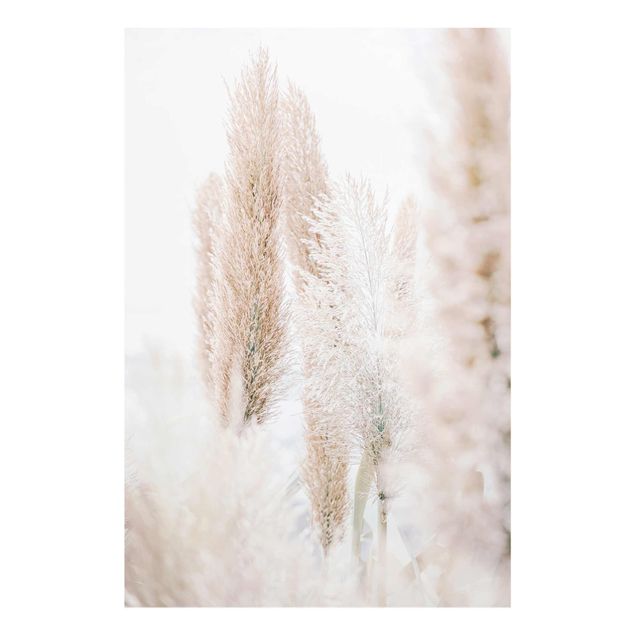 Tavlor Monika Strigel Pampas Grass In White Light