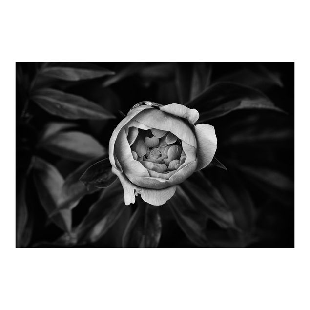 Tapeter Peonies In Front Of Leaves Black And White