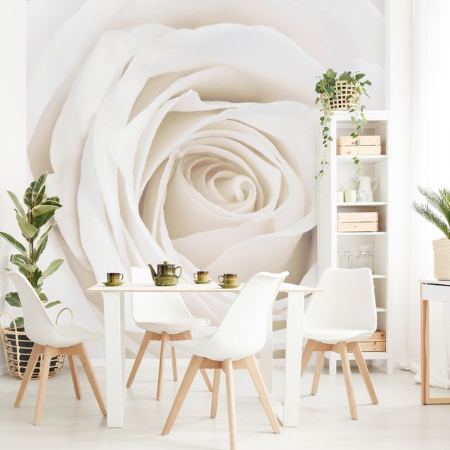 Fototapeter blommor  Pretty White Rose