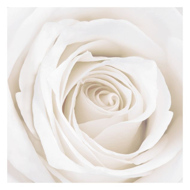 Fototapeter beige Pretty White Rose